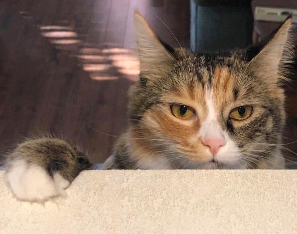 /Images/uploads/Friends of Seal Beach Animal Care Center/2022sbacc/entries/21183thumb.jpg